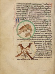 Sólyom; szarkák alkotó: Unknown artist