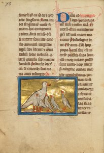 A Hoopoe alkotó: Unknown artist