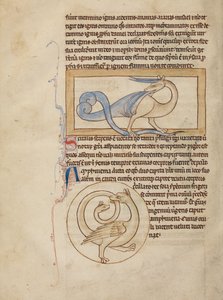 Egy Scitalis; Egy Amphisbaena alkotó: Unknown artist