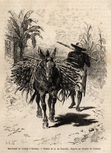 Egy nádkereskedő és öszvére Cartagóban (Costa Rica), az egyetlen kereskedő, aki megeleveníti a város üres utcáit. Dr. Saffray 1869-es metszete az új-granadai utazás szemléltetésére, megjelent a „” Le tour du monde”” 1873-ban, szerkesztette Edouard Char alkotó: Unknown artist