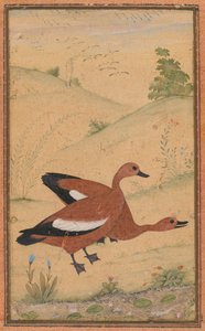 Egy pár Brahminy kacsa alkotó: Unknown artist