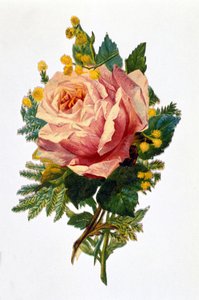 Egy rózsa alkotó: Unknown artist