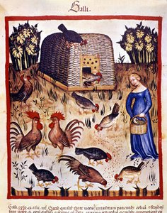 Egy fiatal nő egy alacsony udvaron tyúkokat és kakasokat etet. Megvilágítás az orvostudomány és a dietetika fejéséből "" Tacuinum sanitatis"" alkotó: Unknown artist