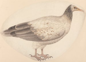 Egy egyiptomi keselyű alkotó: Unknown artist