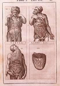 Anatómiai tábla, amely ábrázolja: a has, a belek és a gyomor méreteit, izmait. Juan Valverde De Amusco (1525-1588) metszet az „Anatomia Corporis Humani”-ba. I. táblázat, III. könyv. Barcelona. Biblioteca de Catalunya (Ca. Nemzeti Könyvtár) alkotó: Unknown artist