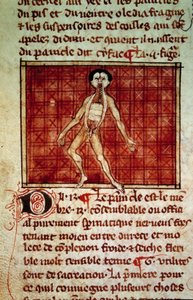 Anatómiai alak: hámlás, mellkas nyitott. Miniatűr a „” Surgery” (Folio 11v) kéziratból, amelyet Henri de Mondeville (Philippe Le Bel anatómiaprofesszor sebésze) írt. alkotó: Unknown artist