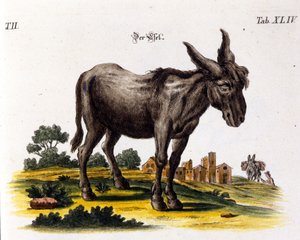 Ankey. 18. századi ábrázolás. alkotó: Unknown artist