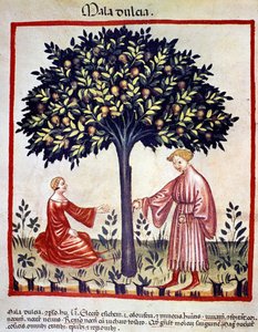 Alma szedése. Megvilágítás az orvostudomány és a dietetika fejéséből "" Tacuinum sanitatis"" alkotó: Unknown artist