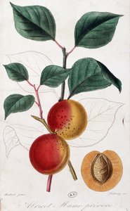 Sárgabarack - botanikai tábla alkotó: Unknown artist