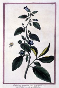 Belladonna, virágok és bogyók. Gyógyászatban használt mérgező növény. Metszet egy 19. századi herbárium után. alkotó: Unknown artist