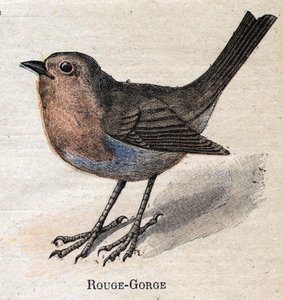 A mezőgazdaságban hasznos madarak: Vörös – torok alkotó: Unknown artist