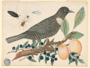 Fekete madár áfonyával és sárgabarackkal alkotó: Unknown artist