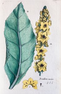 Fekete gyöngyvirág alkotó: Unknown artist