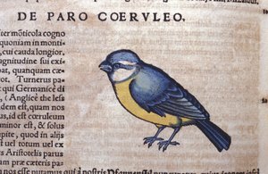 Blue Passereau in Historia Animalium, Conrad Gesner (1516-1565), Tiguri alkotó: Unknown artist