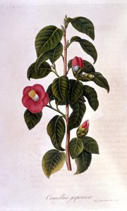 Botanikai tábla: Camelia Japánból. 19. századi metszet alkotó: Unknown artist