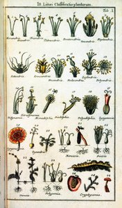 Botanikai tábla: A növények osztályozása Carl von LINNE (1707-1778), svéd természettudós által a „Compendium Botanices Systematis Linnean” könyvben. Kiadás alkotó: Unknown artist