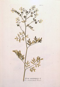 Botanikai tábla: rue officinale (Ruta graveolens). J. J. Plenck, Bécs, Ausztria "Gyógynövények ikonjai" című könyvében alkotó: Unknown artist