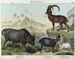 Bivaly, kecske, kecske és kőszáli kecske - a „” Az emlősök természettörténetében” című kiadványban, szerk. Schreiber alkotó: Unknown artist