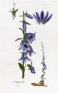 Campanula (baracklevelű harangvirág) alkotó: Unknown artist