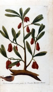 kardamom. 18. századi metszet. alkotó: Unknown artist