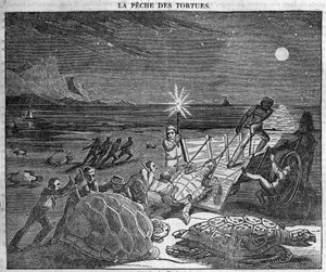 Teknősöket fogni Kuba partján – metszet 19. század alkotó: Unknown artist