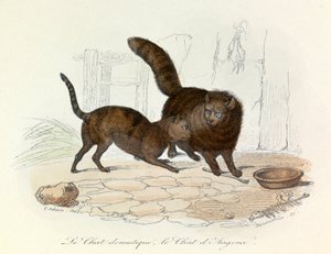 Macskák: Cuvier és a Linné-féle osztályozás (metszet). alkotó: Unknown artist