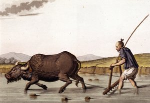 Kína, rizst szántanak marhahússal – Jules Ferrario „A régi és modern jelmezben” alkotó: Unknown artist