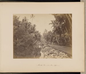 Kakaó-dió liget Galle közelében, Ceylon alkotó: Unknown artist
