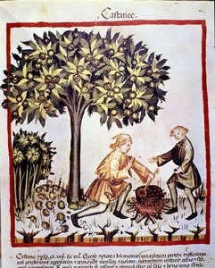 Gesztenye gyűjtése és előkészítése ősszel. Megvilágítás az orvostudomány és a dietetika fejéséből "" Tacuinum sanitatis"" alkotó: Unknown artist