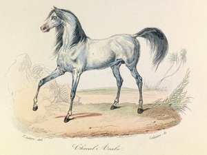 "Completes de Buffon" Linneene nómenklatúrájával és Cuvier osztályozásával: Les animaux: Cheval Arabe (metszet) alkotó: Unknown artist