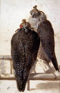 Pár sólyom. 18. századi rajz. alkotó: Unknown artist