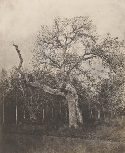 [Görbe fa ritkás levelekkel] alkotó: Unknown artist