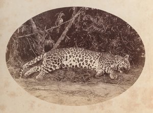 Halott Leopárd alkotó: Unknown artist
