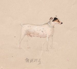 Kutya alkotó: Unknown artist