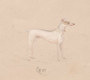 Kutya alkotó: Unknown artist