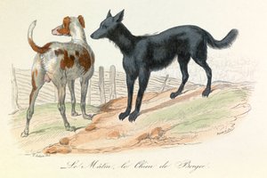 Kutya és matuzsálem, két Linneene és Cuvier által osztályozott állat (metszet) alkotó: Unknown artist