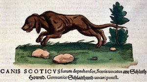 Kutya a Historia Animaliumból, Conrad Gesner, Tiguri, 1560. Biblioteca Nazionale Braidense. Milánó alkotó: Unknown artist