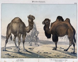 Dromedár és teve – in „” Az emlősök természettörténete””, szerk. Shreiber, München alkotó: Unknown artist