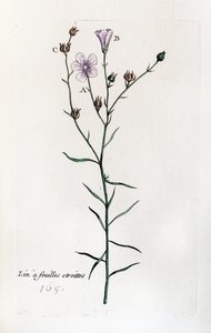  alkotó: Unknown artist