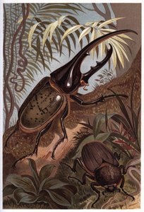 Dynastes Hercules, skarabei orrszarvú - A Herkules bogár alkotó: Unknown artist