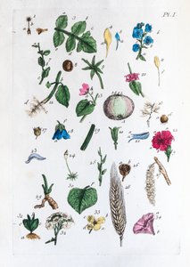 A Flora Parisiensisban szereplő ábrák és nevük elemi táblázata alkotó: Unknown artist