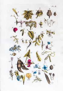 A Flora Parisiensisban szereplő ábrák és nevük elemi táblázata alkotó: Unknown artist
