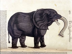 Elefánt a Historia Animaliumból, Conrad Gesner, Tiguri, 1560. Biblioteca Nazionale Braidense. Milánó alkotó: Unknown artist