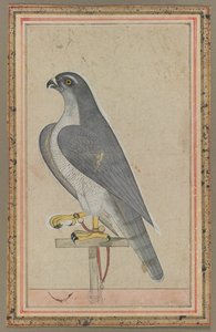Sólyom alkotó: Unknown artist