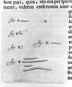 A baktériumok első ábrázolása Antoine van Leeuwenhoek (vagy Leeuvenhoek Leeuwenhoeck) (vagy Antoni vagy Anthonie) (1632-1723) holland kereskedő és tudós leírása a szájában lévő baktériumok vizsgálata után. Metszet az „Arcana Natura Detecta” 1695-ből. alkotó: Unknown artist