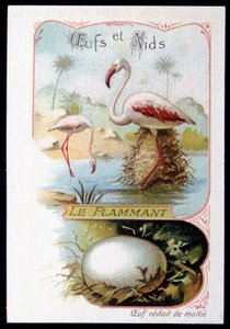 Flamingó – tojások és fészkek. 19. századi kromolitográfia. alkotó: Unknown artist