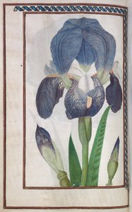 Florilegia alkotó: Unknown artist
