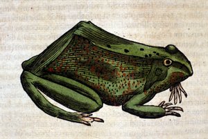 Béka a Historia Animaliumból, Conrad Gesner, Tiguri, 1560. Biblioteca Nazionale Braidense. Milánó alkotó: Unknown artist
