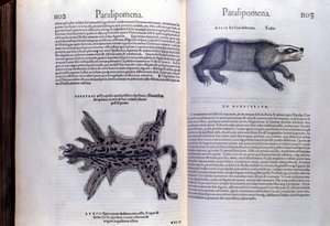 Prémes állatok – Conrad Gesner (1516-1565), Tiguri, az állatok történetében alkotó: Unknown artist