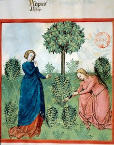 Szerezz izsópot. Két nő izsóp ágakat vágott (gyógy- és aromanövény). Miniatűr „” Tacuinum sanitatisben. Taqwim es siha” (Folio 30), írta Ibn Butlan, v.1445-1451. Párizs, BN. alkotó: Unknown artist
